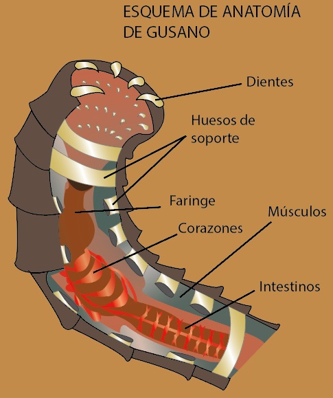 Esquema de anatomía de un gusano de arena